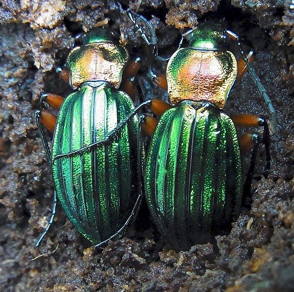 File:Carabus auronitens.jpg