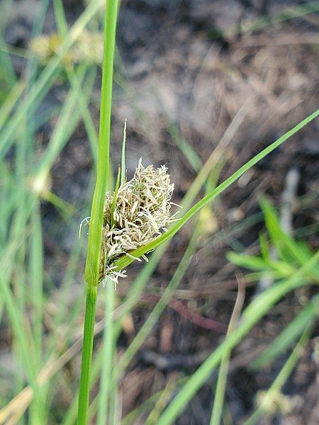 File:Carex unilateralis.jpg