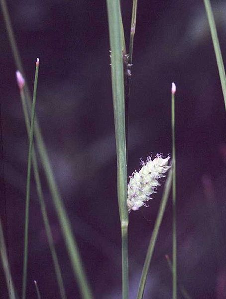 File:Carexpellita.jpg