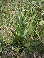 Cirsium helenioides leaf