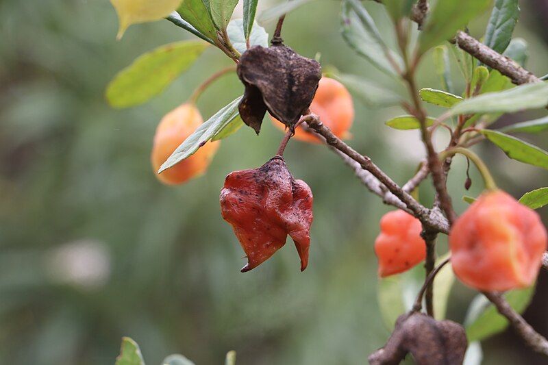 File:Crinodendron brasiliense fruits.jpg