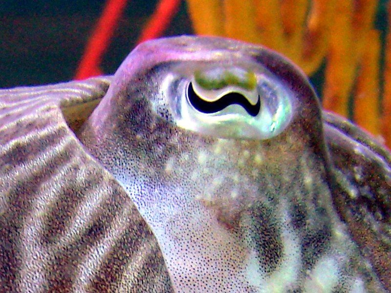 File:Cuttlefish eye.jpg