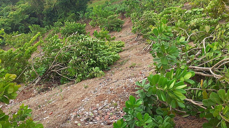 File:Cyclone in Kokan.jpg