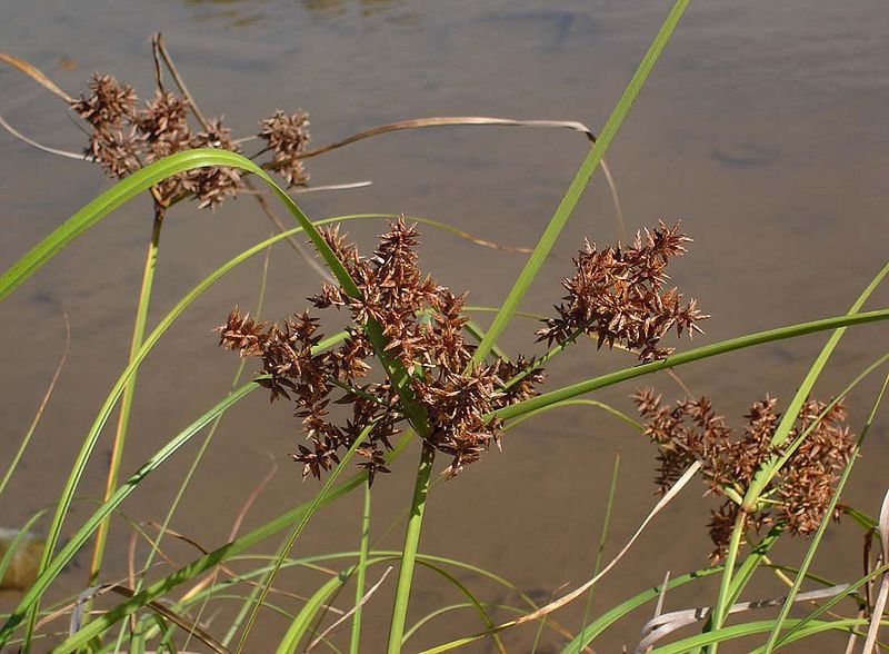 File:Cyperus javanicus closeup.jpg