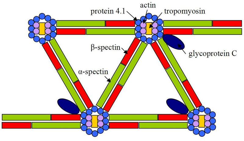 File:Cytoskeleton (Elliptocytosis).png