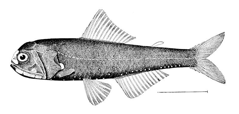 File:Diaphus lucidus.jpg