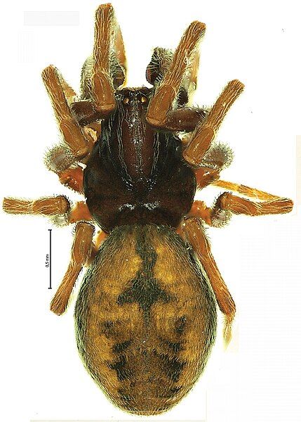 File:Dictyna palmgreni male.jpg