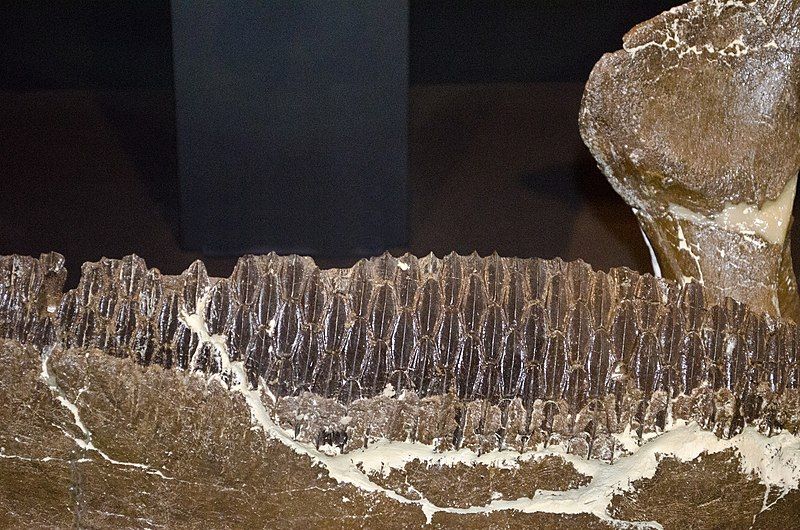 File:Edmontosaurus jaw.jpg