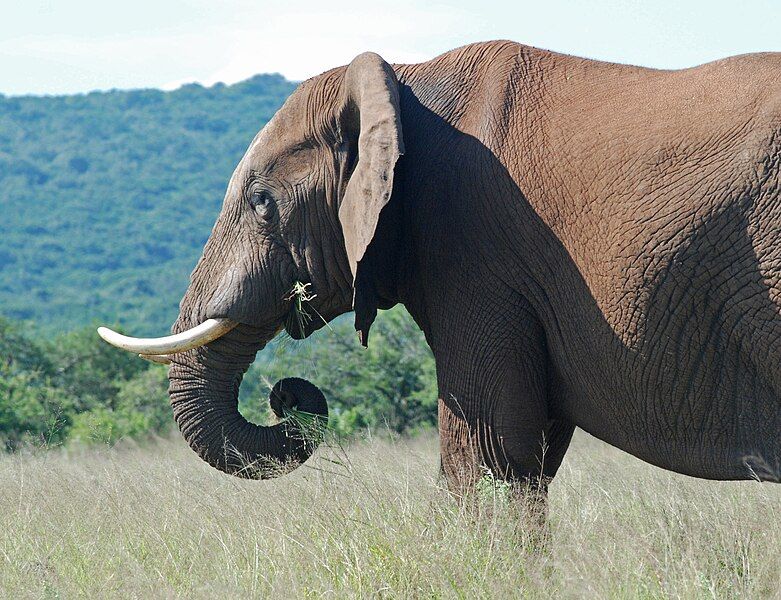 File:Elephant (Addo).JPG