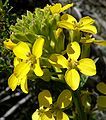 Erysimum capitatum