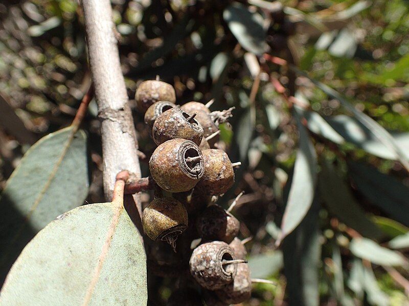 File:Eucalyptus falcata fruit(2).jpg