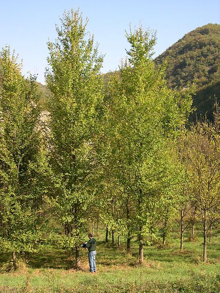 File:FIORENTE elm cultivar.jpg