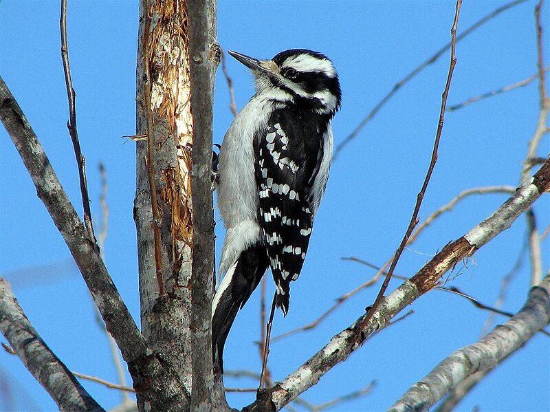 File:FemaleHairywoodpecker.jpg