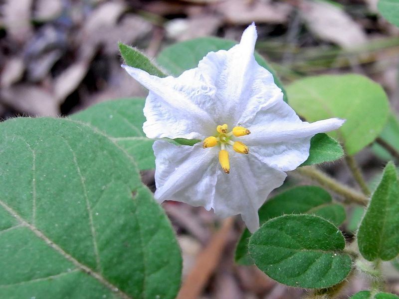 File:Furry Nightshade.JPG