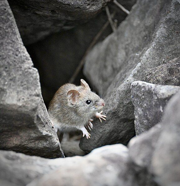 File:Galapagos Rice Rat.jpg