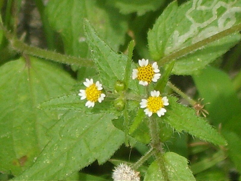 File:Galinsoga quadriradiata 03.JPG