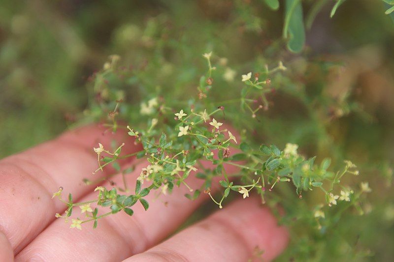 File:Galium porrigens.jpg