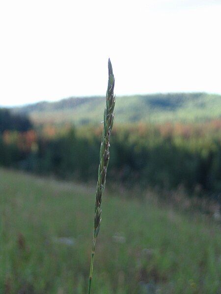 File:Grass on Foothills.jpg