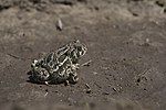 Great Plains toad (Anaxyrus cognatus)