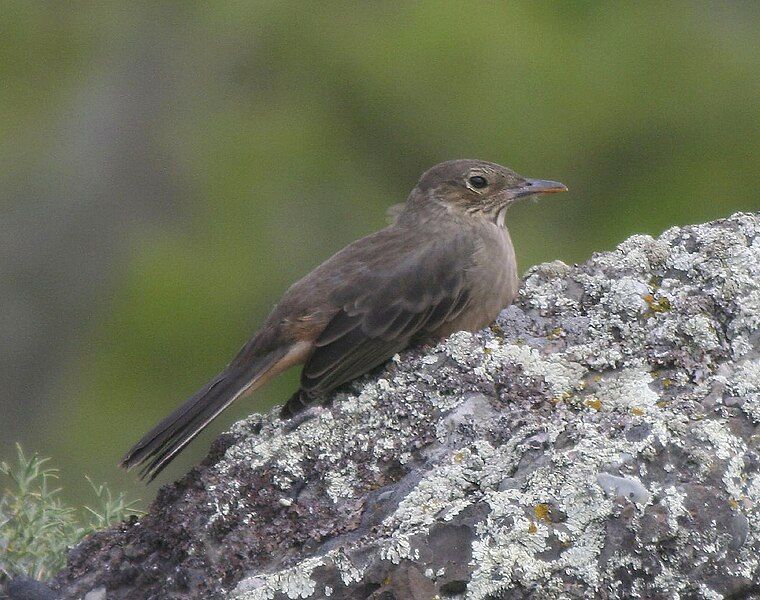 File:Great Shrike-Tyrant.jpg