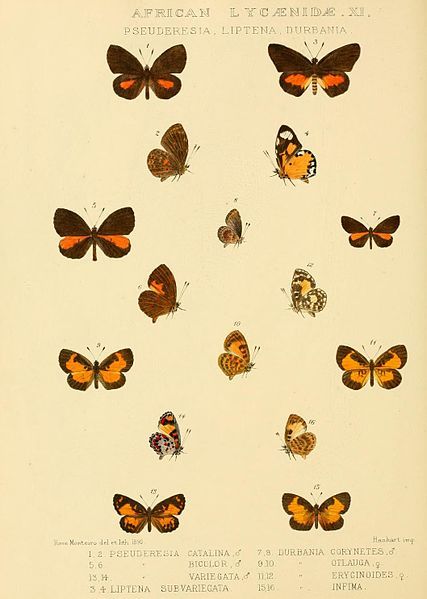 File:GroseSmithKirby1901RhopExotPlateL11.jpg