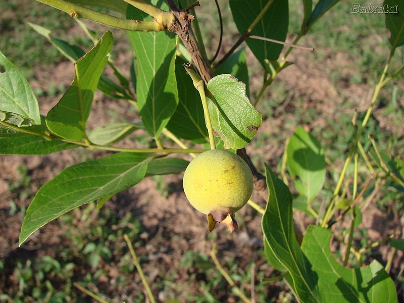 File:Guabiroba fruto.jpg