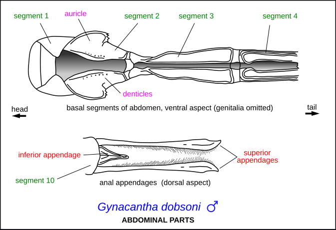 File:Gynacantha dobsoni 0317.svg