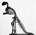 1868 mounting of New Jersey's state dinosaur; present consensus sees this bipedal depiction of Hadrosaurus as inaccurate