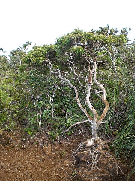 File:Hamiguitan bonsai tree.JPG