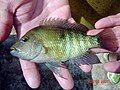 Freshly collected Herichthys tepehua from the Tenixtepec River in Veracruz, Mexico