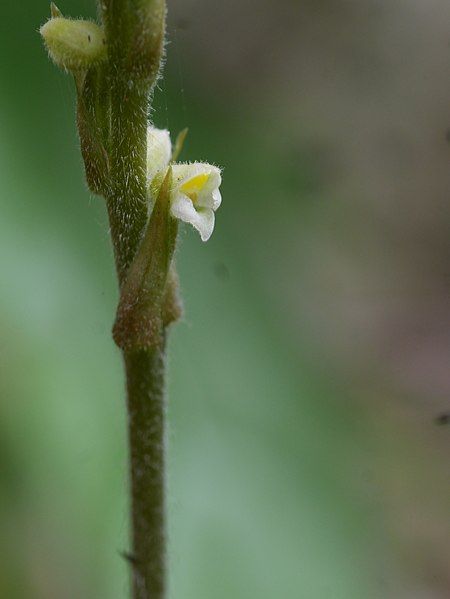 File:Hetaeria oblongifolia 10064682.jpg