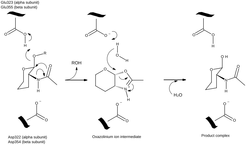 File:Hydrolysis mechanism.svg