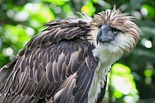 Philippine eagle (Pithecophaga jefferyi)