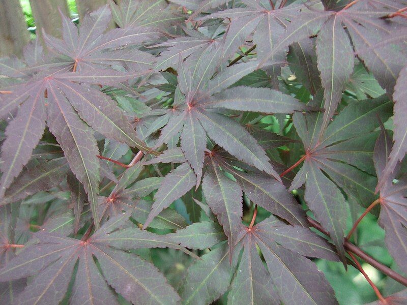 File:Japanese Maple Foliage.jpg