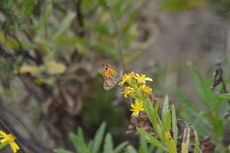 File:L.paramegaera underside.JPG