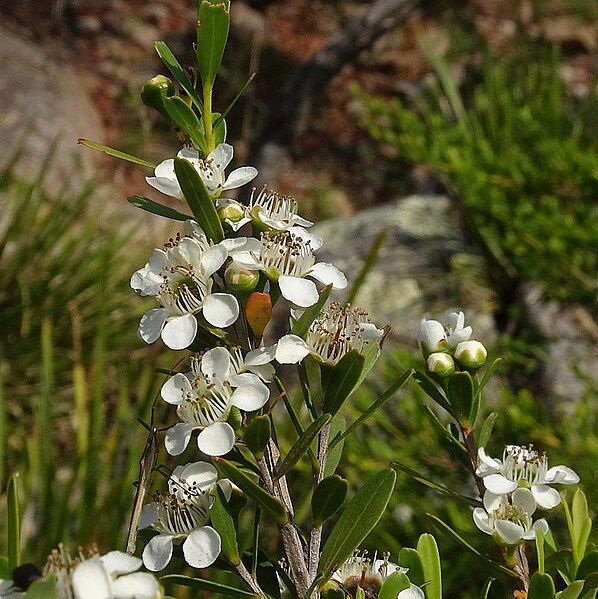 File:Leptospermum emarginatum.jpg