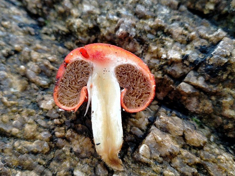 File:Leratiomyces erythrocephalus 144834697.jpg