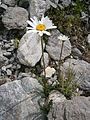 Leucanthemum atratum