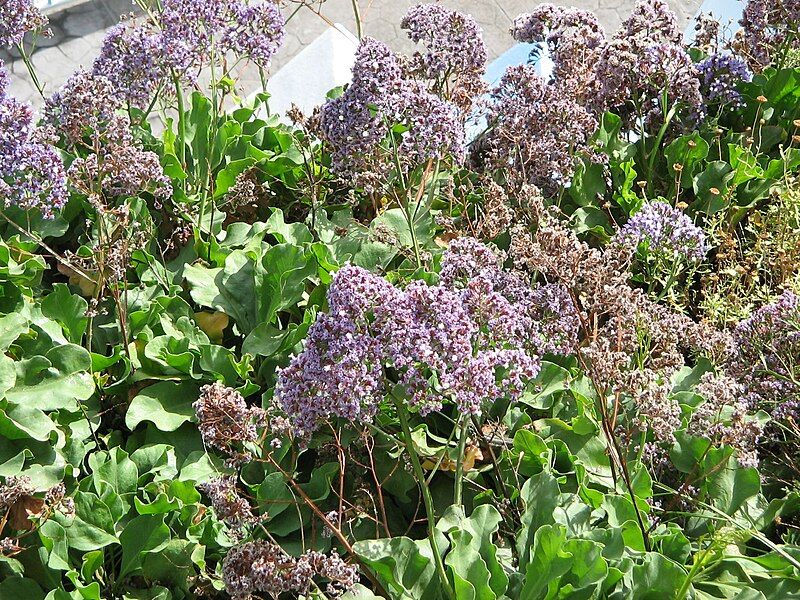 File:Limonium fruticans2.jpg