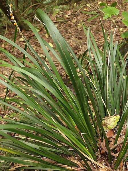 File:Lomandra spicata fruiting.jpg