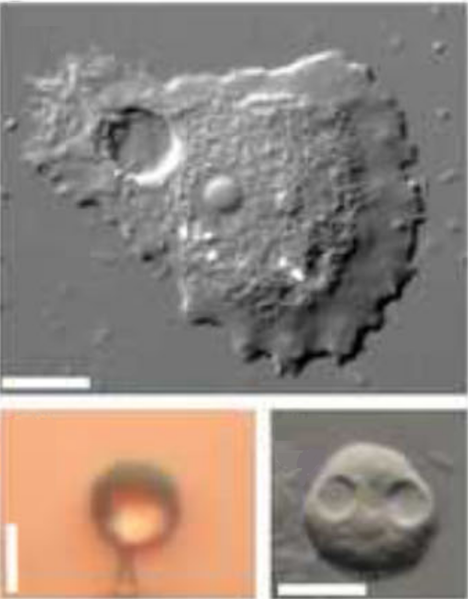 File:Luapeleamoeba hula M-O.png