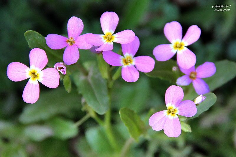 File:Malcolmia crenulata..jpg