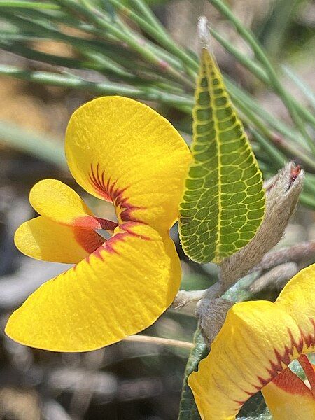 File:Mirbelia platylobioides flower.jpg