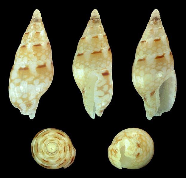 File:Mitrella moleculina 01.jpg