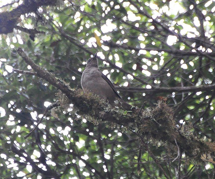 File:Mountain Thrush (6944853208).jpg