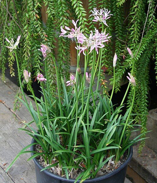 File:Nerine undulata 03.jpg