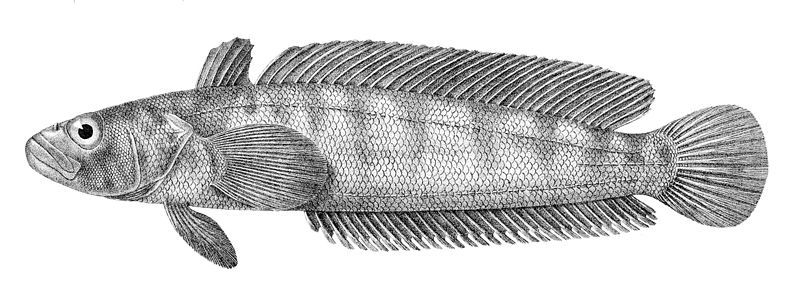 File:Notothenia rossii.jpg