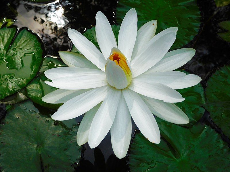 File:Nymphaea pubescens JNTBGRI.jpg