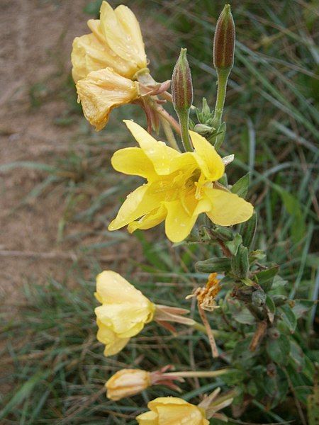 File:Oenothera biennis 002.JPG