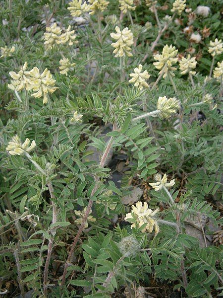 File:Oxytropis pilosa 01.JPG